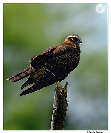 Montagu's Harrier (Circus pygargus)-Female_D4R2636