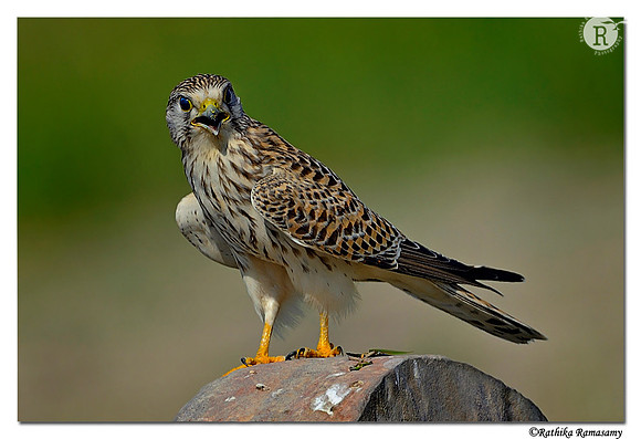 Common Kestrel (Falco tinnunculus)_D4R4254