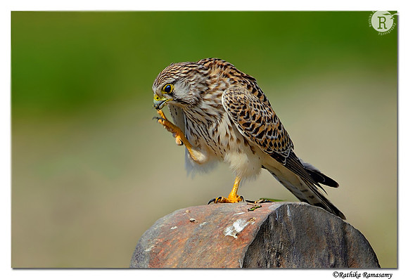 Common Kestrel (Falco tinnunculus)_D4R4239