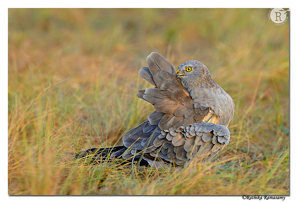 Montagu's Harrier (Circus pygargus)-Male_D4R3549
