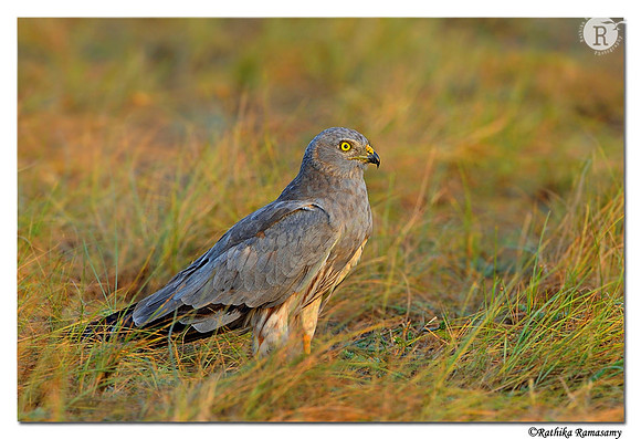 Montagu's-Harrier-(Circus-pygargus)-Male_D4R3542