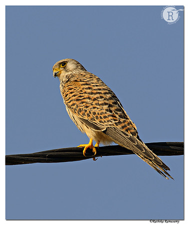 Lesser-Kestrel-(Falco-naumanni)_D4R3866