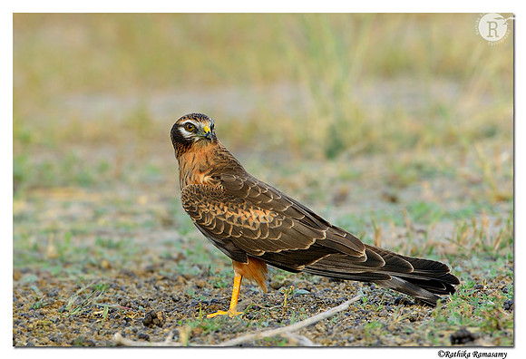 Montagu's Harrier (Circus pygargus)_D4R3507