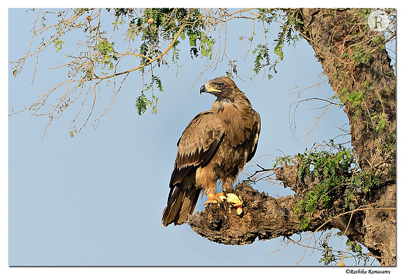 Tawny-Eagle-(Aquila-rapax)_D4R2946