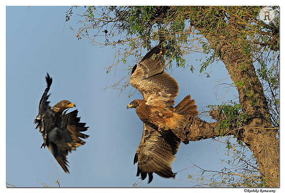 Tawny Eagle (Aquila rapax)_D4R2959