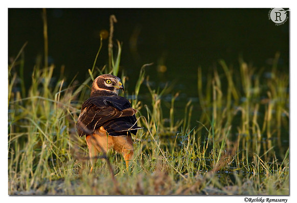 Pallid-Harrier-(Circus-macrourus)_D4R2057