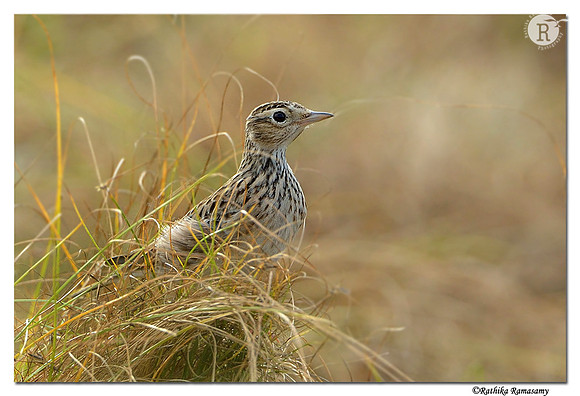 Oriental-Skylark-(Alauda-gulgula)_D4R3417
