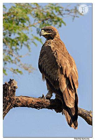 Tawny-Eagle-(Aquila-rapax)_D4R3066