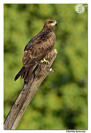 Black-eared-kite_D4R2148