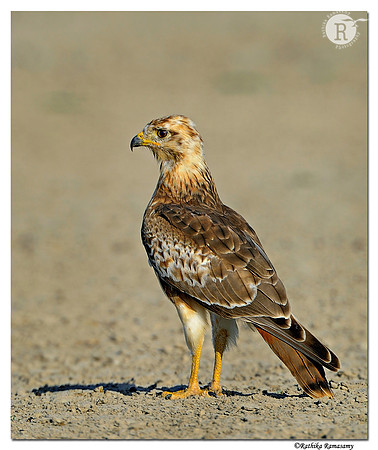 White-eyed-Buzzard-(Butastur-teesa)_D4R2292