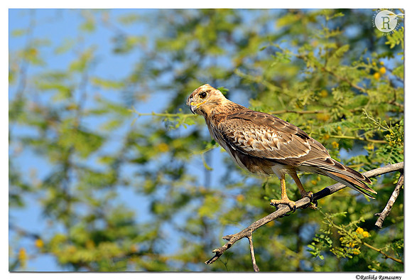 White-eyed-Buzzard-(Butastur-teesa)_D4R2276