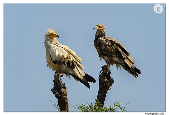 Egyptian-Vulture-(Neophron-percnopterus)_D4R2440