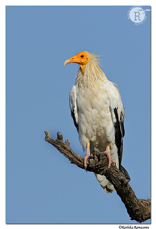 Egyptian-Vulture-(Neophron-percnopterus)_D4R3099