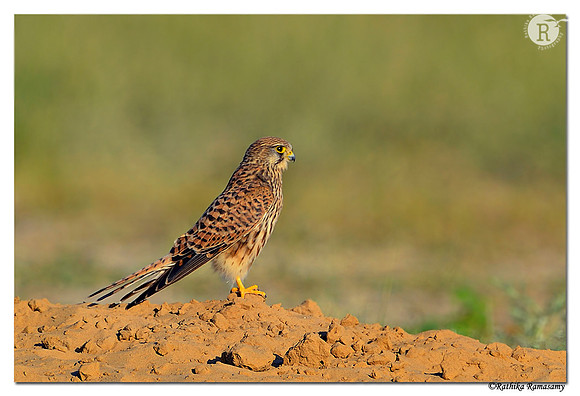 Common-Kestrel-(Falco-tinnunculus)_D4R1875