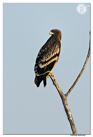 Greater-Spotted-Eagle-(Aquila-clanga)_D4R2214