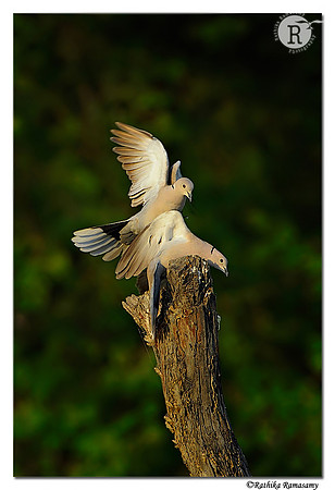Eurasian Collared Dove (Streptopelia decaocto)_D4R3467