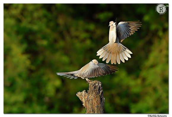 Eurasian Collared Dove (Streptopelia decaocto)_D4R3472