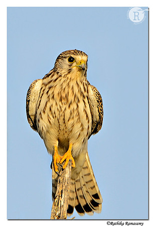 Common Kestrel (Falco tinnunculus)_D4R2169