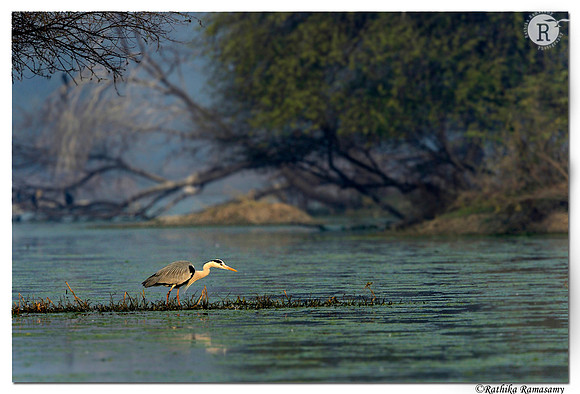 Grey heron (Ardea cinerea)_D4R0237