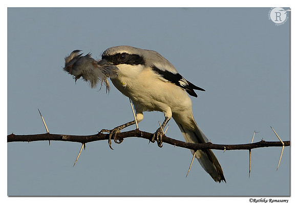 Southern Gray Shrike. (Lanius meridionalis)_D4R2911