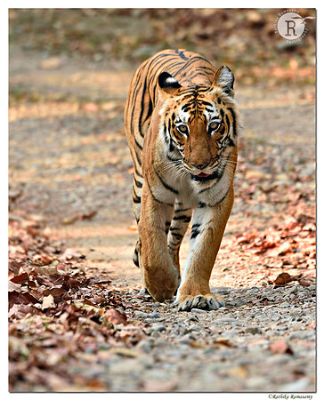 Tiger_D4S9999