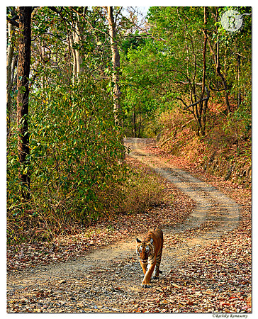Cat walk _D4S9933