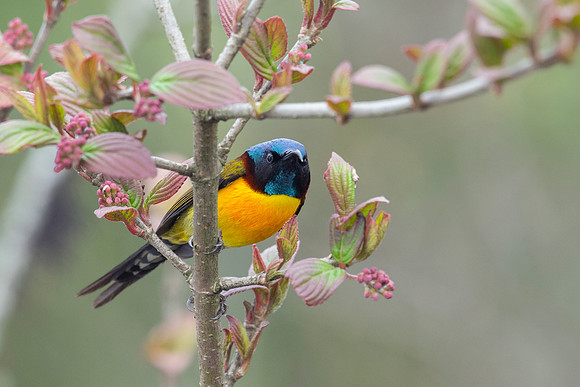 Green-tailed sunbird (Aethopyga nipalensis)_SIK3561