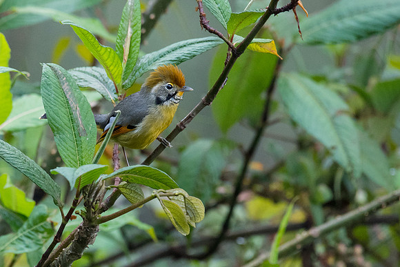 Chestnut-tailed Minla (Bar-throated Siva)