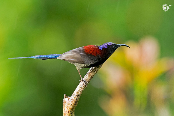 Black-throated sunbird (Aethopyga saturata) _SIK3801
