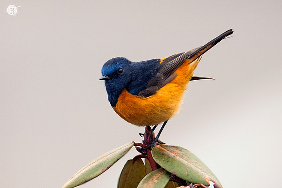 Blue-fronted redstart (Phoenicurus frontalis)
