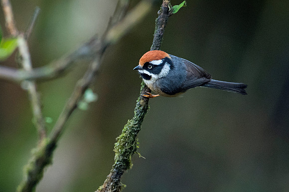 Black-throated tit (Aegithalos concinnus)_SIK3910