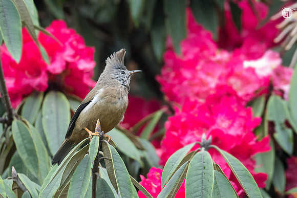 Web-Stripe-throated yuhina (Yuhina gularis)_SIK2619