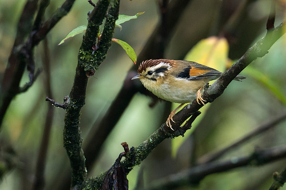 Rufous-winged fulvetta (Alcippe castaneceps)_SIK2575