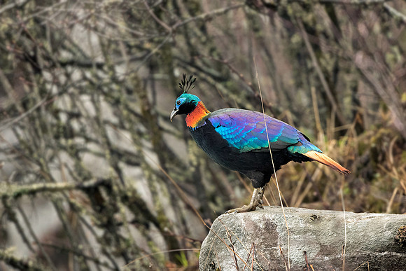 Himalayan monal