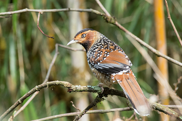 Spotted laughingthrush (Ianthocincla ocellata)_SIK3515