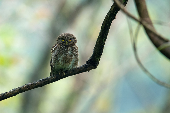 Asian barred owlet (Glaucidium cuculoides) _D551312