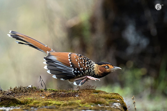 Spotted laughingthrush (Ianthocincla ocellata)_SIK3545
