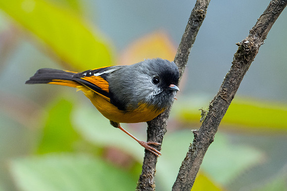 Golden-breasted fulvetta (Lioparus chrysotis)_SIK3931