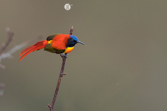 Fire-tailed sunbird (Aethopyga ignicauda)_SIK1755