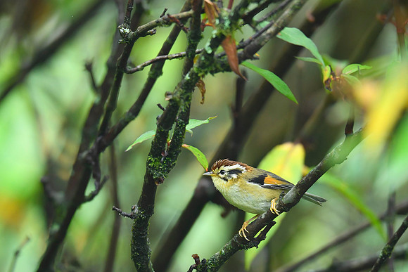 Rufous-winged Fulvetta _SIK2580