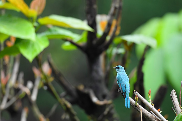 Verditer flycatcher(Eumyias thalassinus)