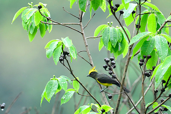 Sultan tit (Melanochlora sultanea)_D551195