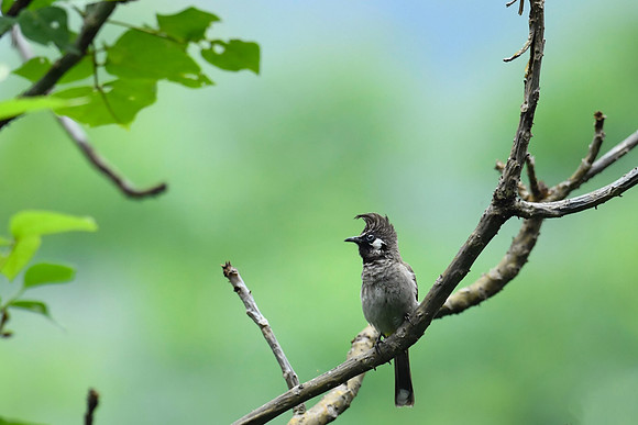 Himalayan bulbul (Pycnonotus leucogenys)_D551260