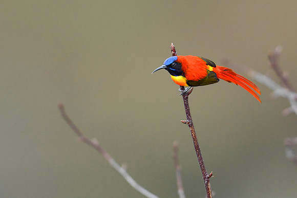 Fire-tailed sunbird (Aethopyga ignicauda)_SIK1754