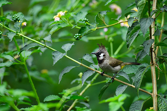 Himalayan bulbul (Pycnonotus leucogenys)_D551281