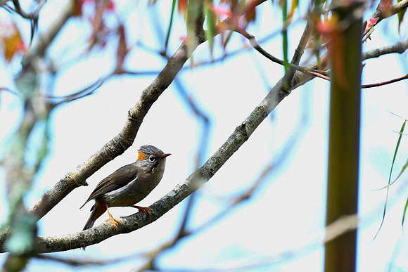 Whiskered yuhina (Yuhina flavicollis)_SIK3527