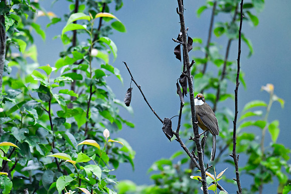 White-throated laughingthrush (Pterorhinus albogularis)_SIK1560