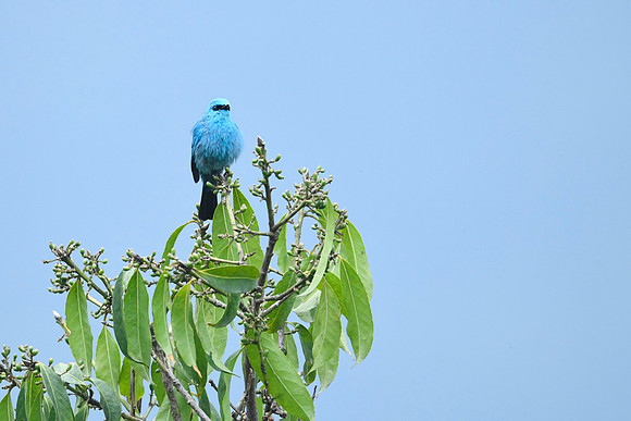 Verditer flycatcher (Eumyias thalassinus)_SIK2525