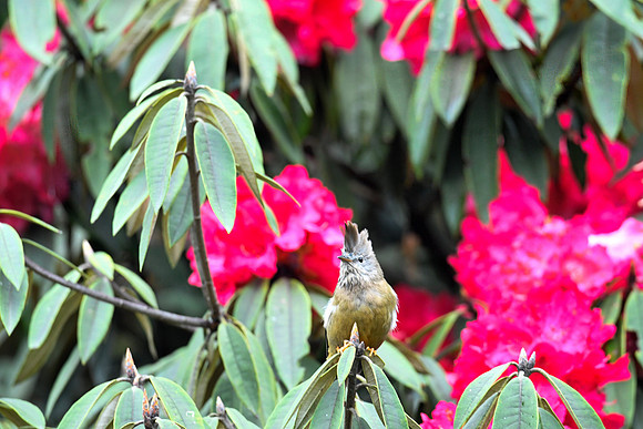 Stripe-throated yuhina (Yuhina gularis)_SIK2617