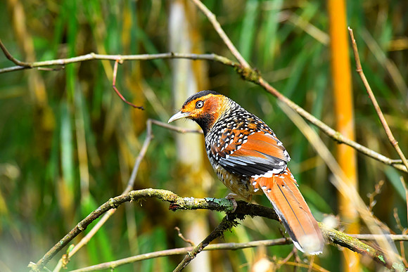 Spotted laughing thrush